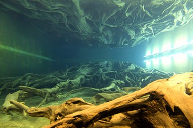 魚津埋没林博物館